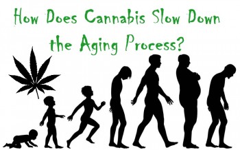 How Cannabis Slows Aging And Keeps Up Looking Young