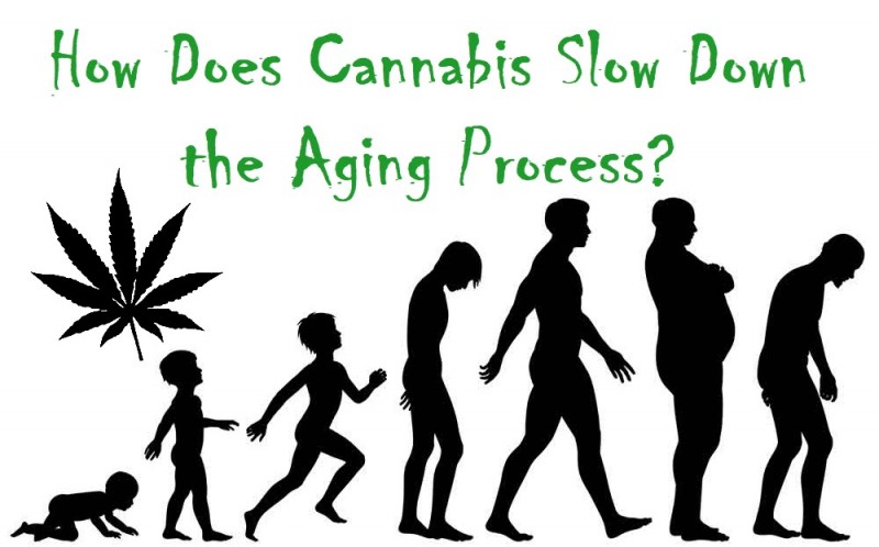 cannabis fountain of youth