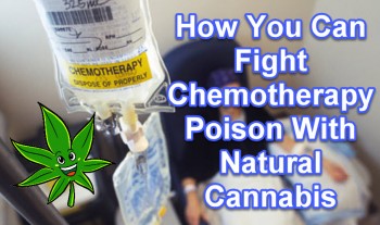 Fighting Chemotherapy Poison With Natural Cannabis