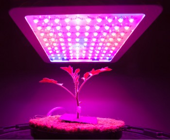 How Do Your Grow Lights Influence the Terpene and Chemical Profile of Your Marijuana Plants?