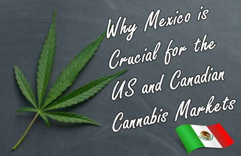 mexico marijuana markets
