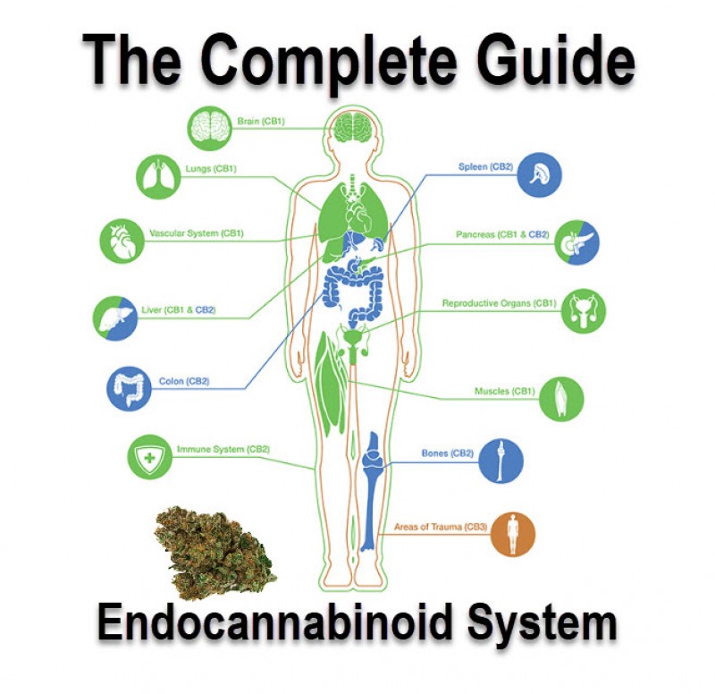 what is the endocannabinoid system