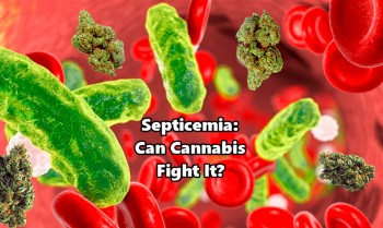 Septicemia and Medical Marijuana - Can Cannabis Fight It?