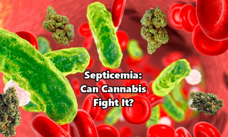 septicemia and cannabis