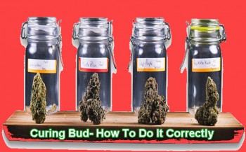 Curing Bud- How To Do It Correctly
