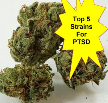 Top Marijuana Strains For PTSD