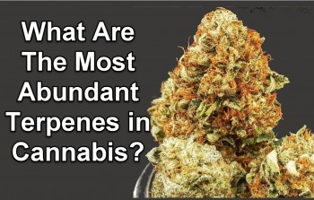 What are the Most Abundant Terpenes in Cannabis?