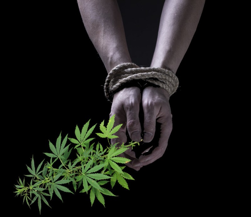 Human trafficking in cannabis