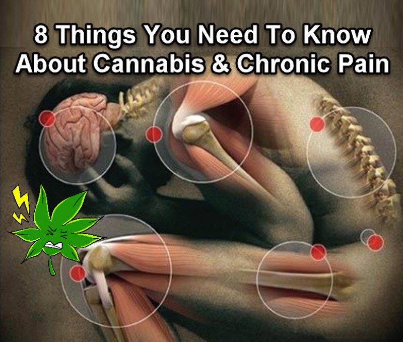 cannabis for chronic pain
