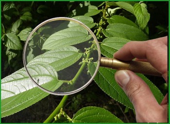 CBD Discovered in Very Common Plants in Brazil - No Legal Restrictions on Production or Distribution Now?