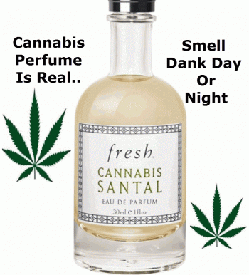 Would You Wear Cannabis Perfume?  Dank, Right?