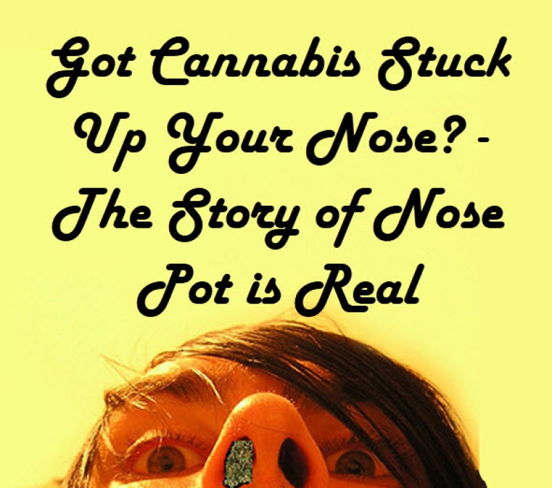 cannabis nug up your nose