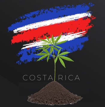 No Recreational Cannabis in Costa Rica - High Court Strikes Down Recreational Weed Ballot Referendum