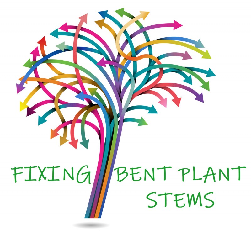 fixing broken cannabis plant stems