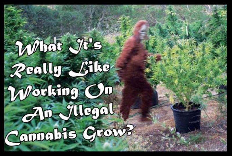 working on an illegal cannabis grow