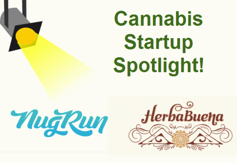 Cannabis Startup