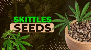Skittles (Zkittlez) Seeds Info 2025: Origin, Cultivation, & Effects