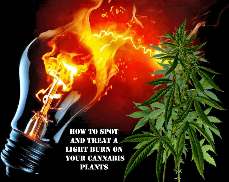 light burn marijuana plants and leaves