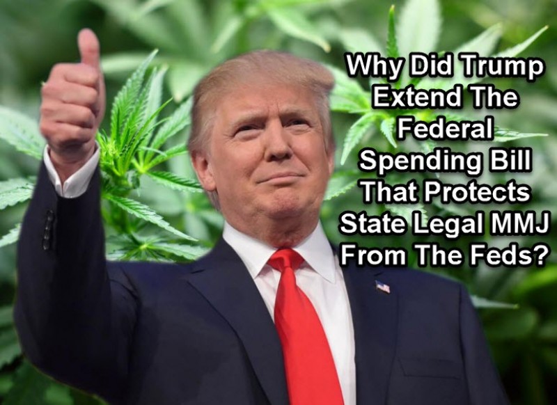 Trump protects weed