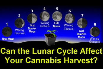 Can the Lunar Cycle Affect Your Cannabis Harvest?