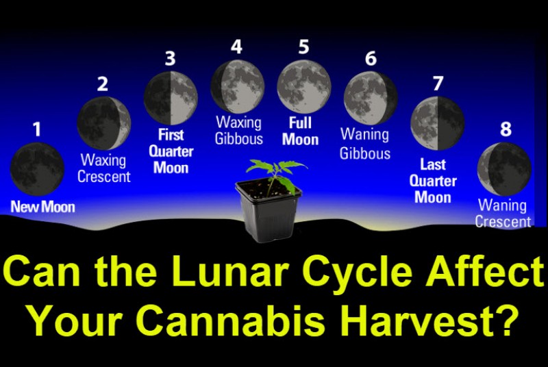 cannabis lunar cycle