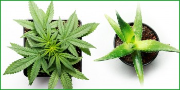 Aloe Vera to Nourish and Protect Your Cannabis Crop?
