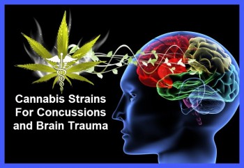 Cannabis Strains For Concussions and Brain Trauma