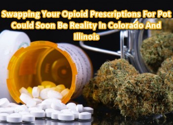 Swapping Your Opioid Prescriptions For Pot Could Soon Be Reality In Colorado And Illinois