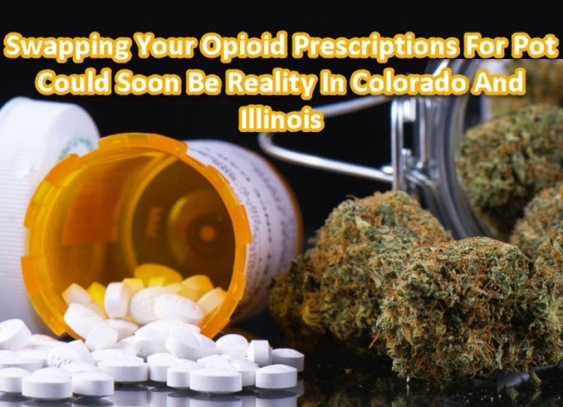 opioids and cannabis