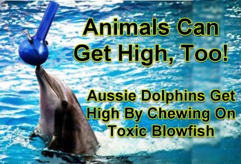 Aussie Dolphins Get High By Chewing On Toxic Blowfish