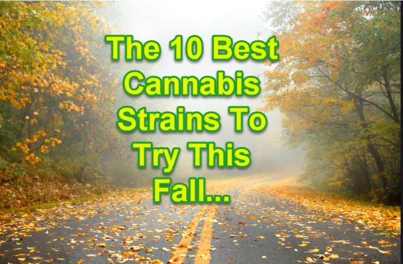 Cannabis For The Fall