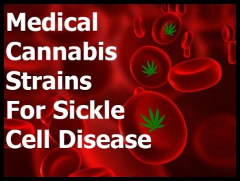 Medical Cannabis Strains For Sickle Cell Disease