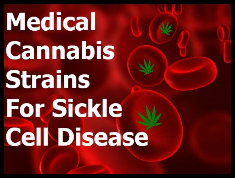 MEDICAL MARIJUANA STRAINS FOR SICKLE CELL