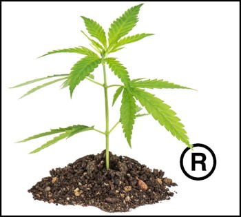 What's the Deal with Registering a Trademark in the Marijuana Industry?