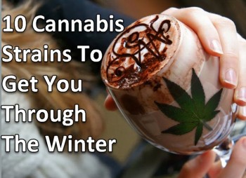 10 Cannabis Strains To Get You Through The Winter