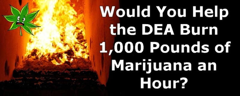 DEA burning weed