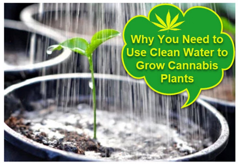 cannabis plants and water