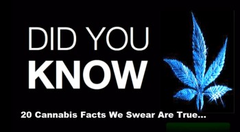 20 Cannabis Facts We Swear Are True