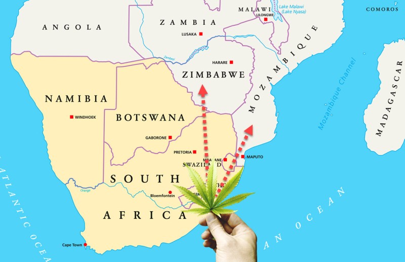 South African weed channels