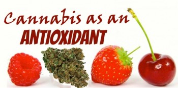 Why Cannabis is the Only Antioxidant You Will Ever Need