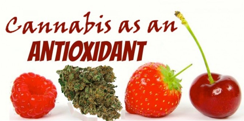 cannabis antioxidant