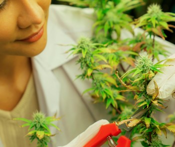 The Death of a Marijuana Worker - Asthma, OSHA, and Workplace Safety Hit the Cannabis Industry