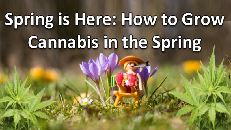 Springtime cannabis growing