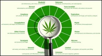 Shop for Cannabis by Terpenes, Not Highest THC Levels - The Top 3 Cannabis Strains by Terpene Amounts