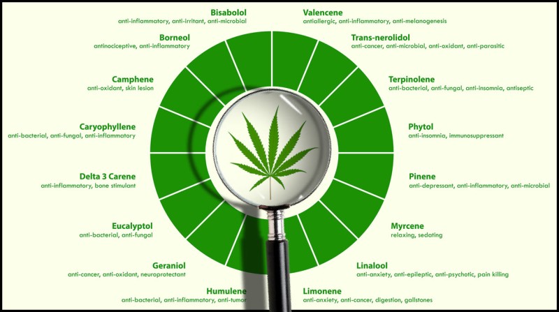 cannabis strains by terpene levels