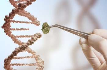 Super Strains That are Pest Resistant - DNA Sequencing is Changing Cannabis Plant Breeding for the Better