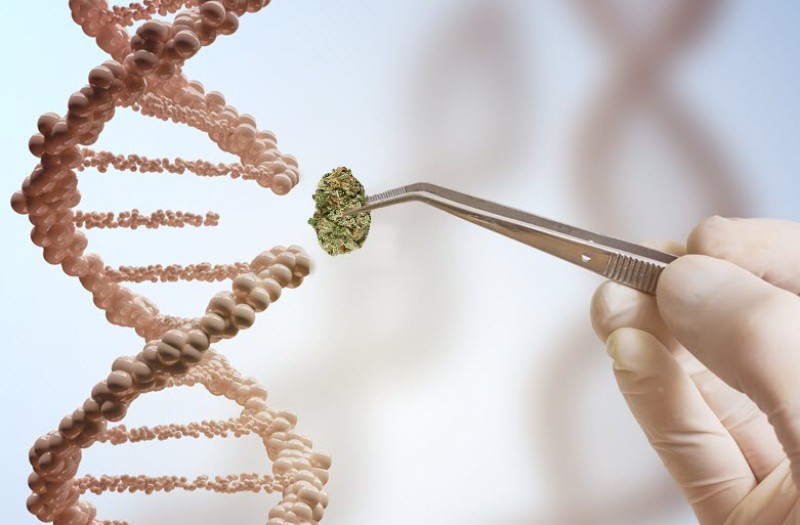 cannabis DNA sequencing
