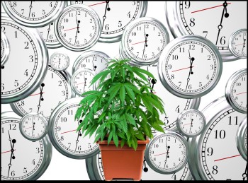 Need to Grow Weed Fast? The 6 Fastest Growing Autoflower Strains on the Cannabis Market Today