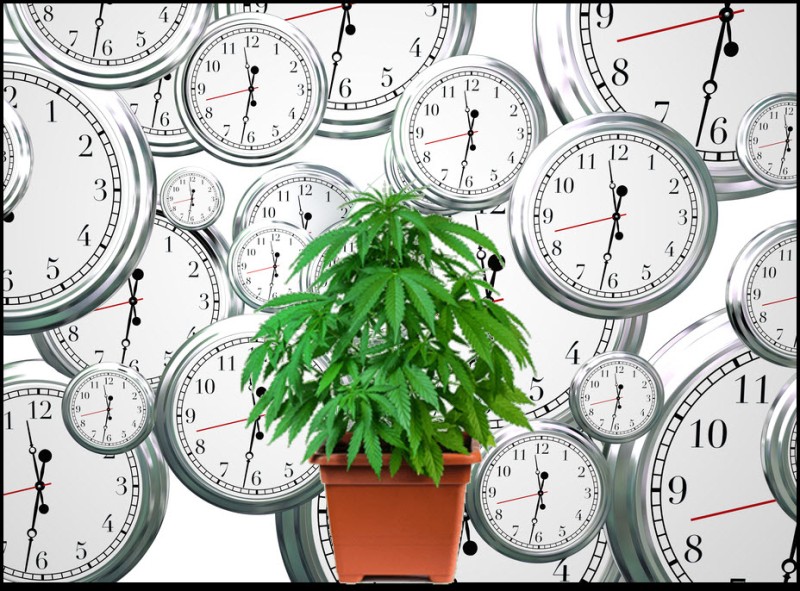 fastest growing autoflower cannabis strains