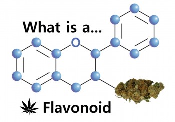 What are Cannabis Flavonoids - A Revolutionary Painkilling Compound